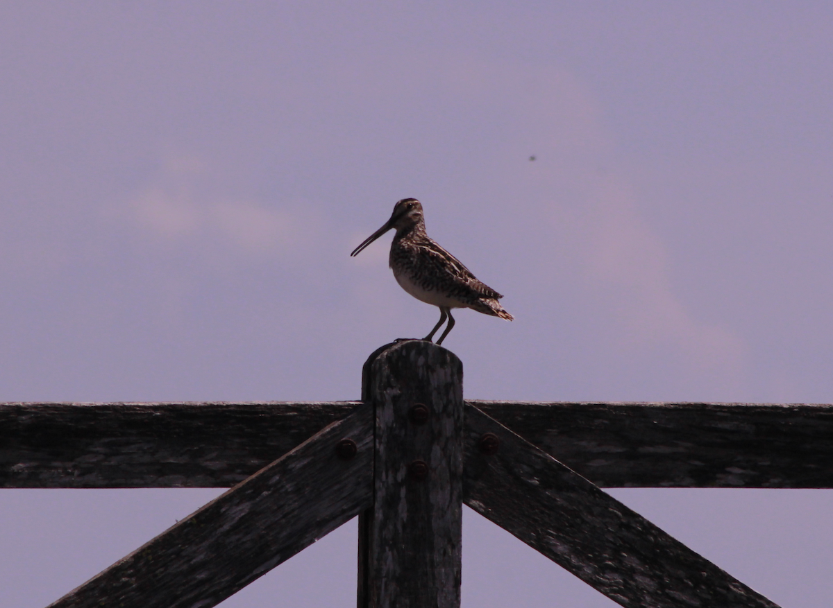 Pantanal Snipe - ML644730566