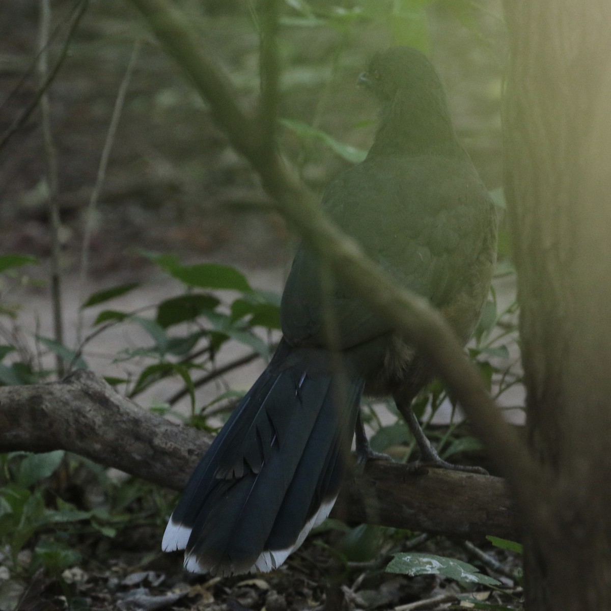 Chachalaca Norteña - ML644730567