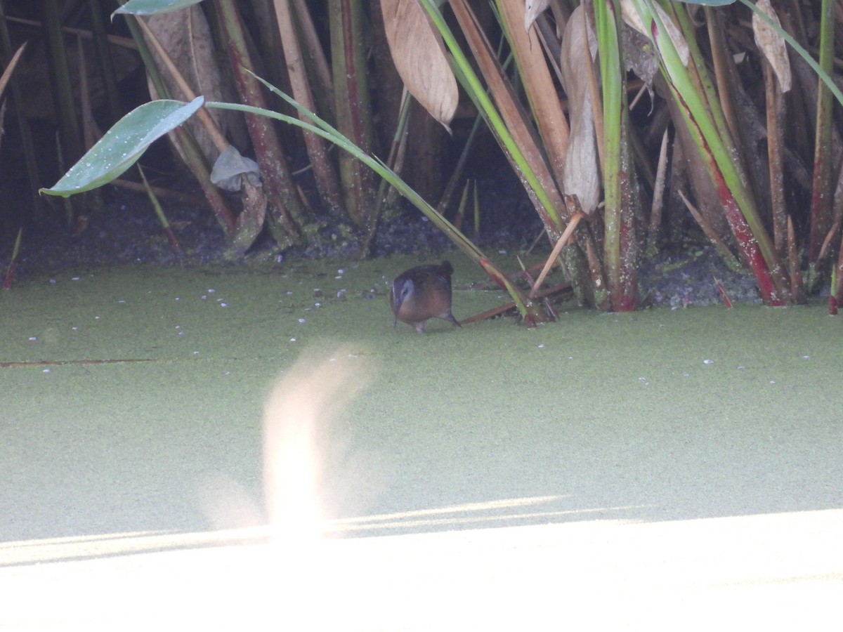 Rascón de Virginia - ML644730576