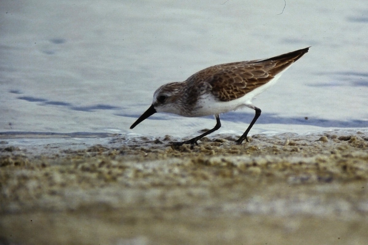 Alaska Kumkuşu - ML644730578