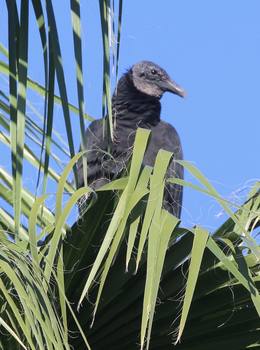 Black Vulture - ML644730603