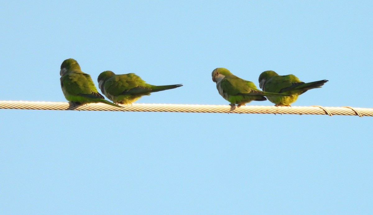 Калита сіроволий - ML644730605