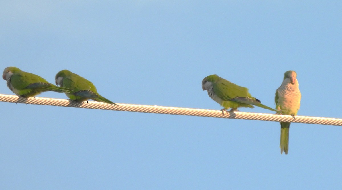 Калита сіроволий - ML644730611