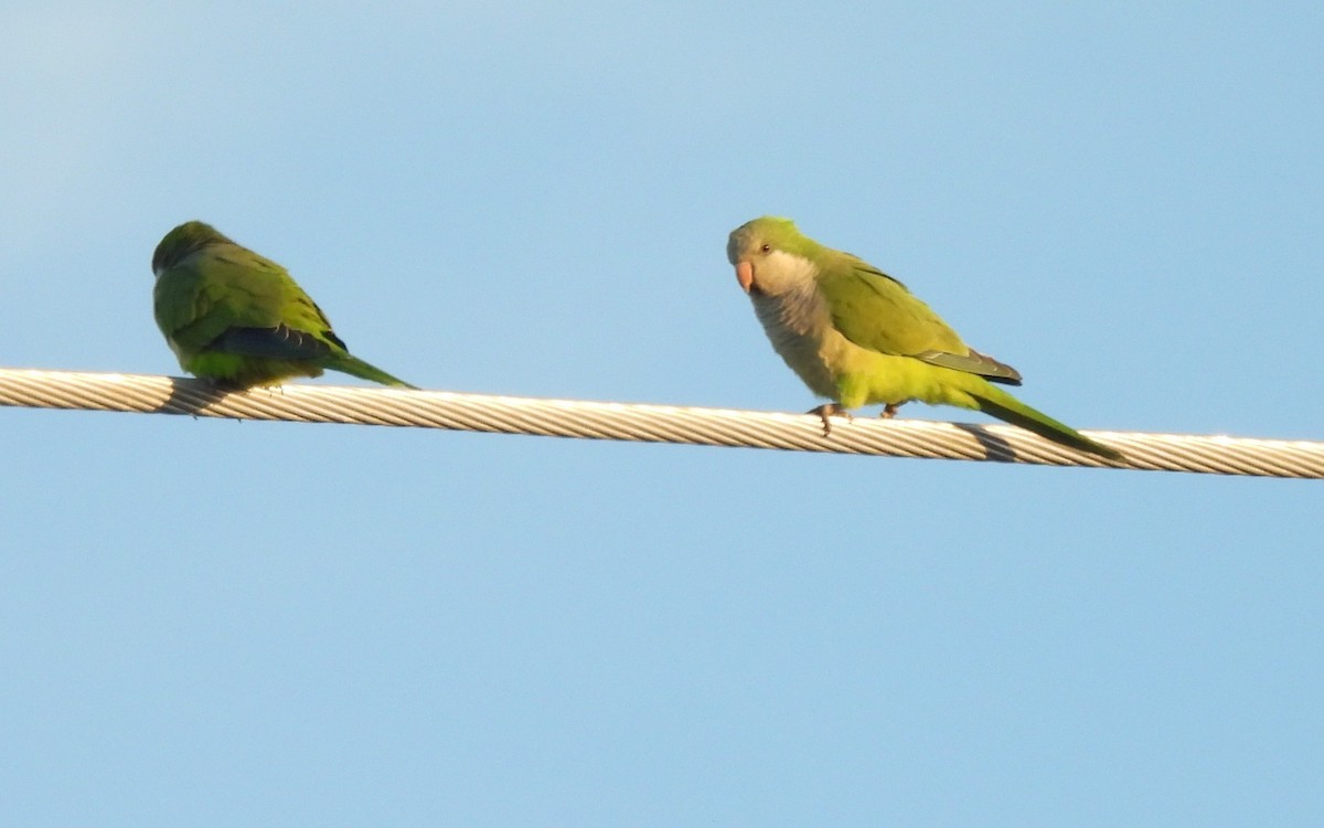 Калита сіроволий - ML644730618