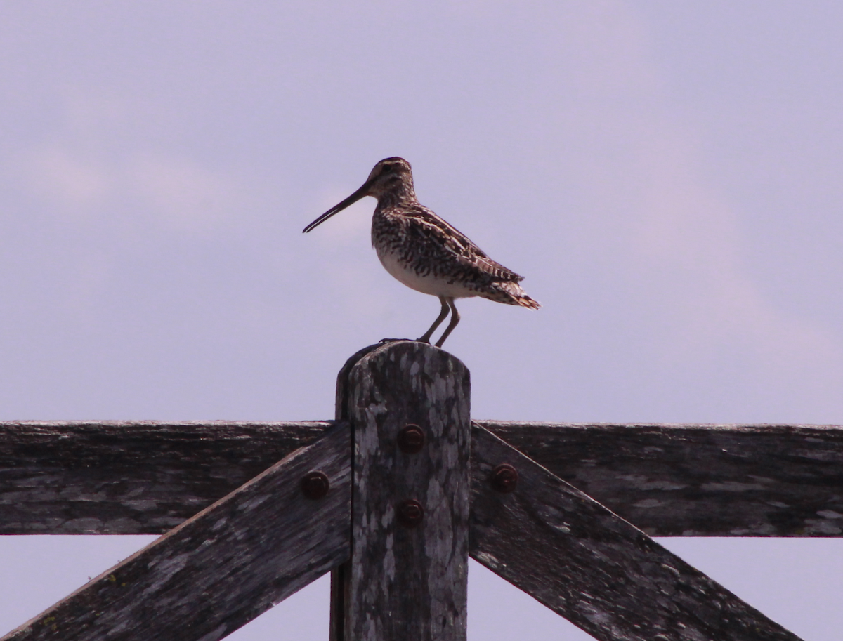 Pantanal Snipe - ML644730623