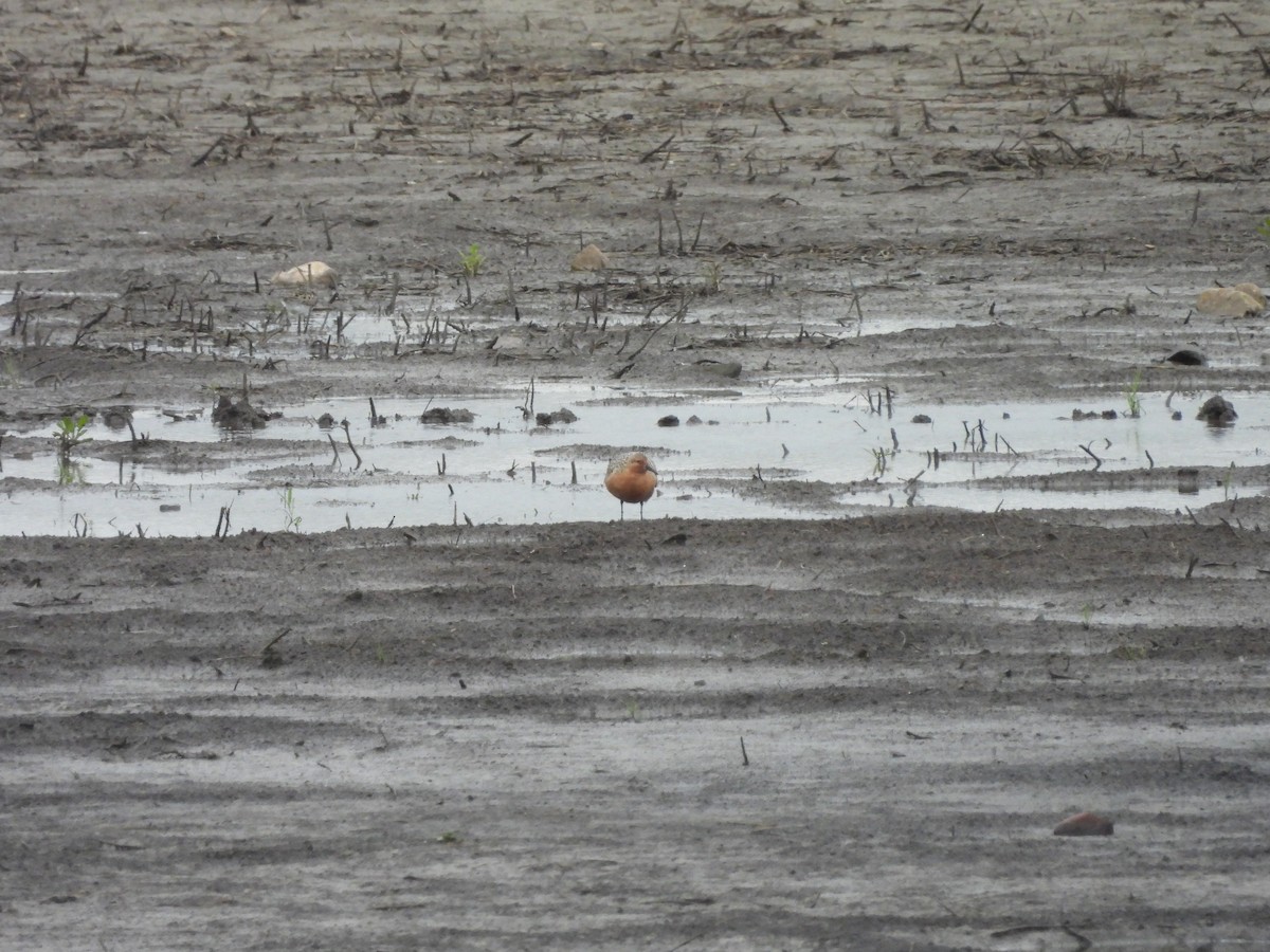 Bécasseau maubèche - ML644730625