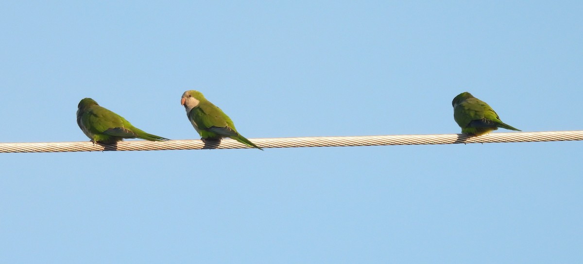 Калита сіроволий - ML644730639