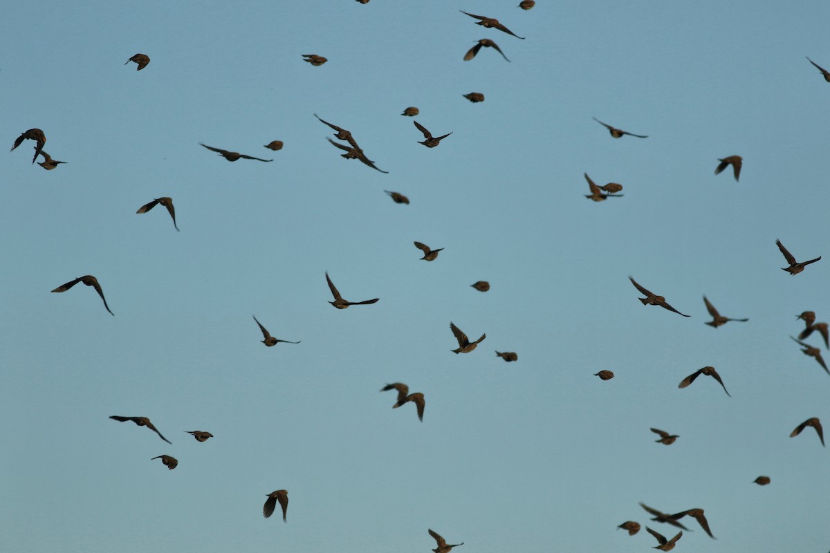 Red-winged Blackbird - ML644730641