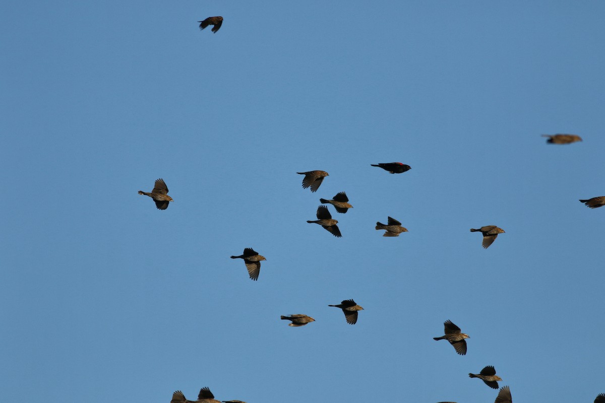 Red-winged Blackbird - ML644730643