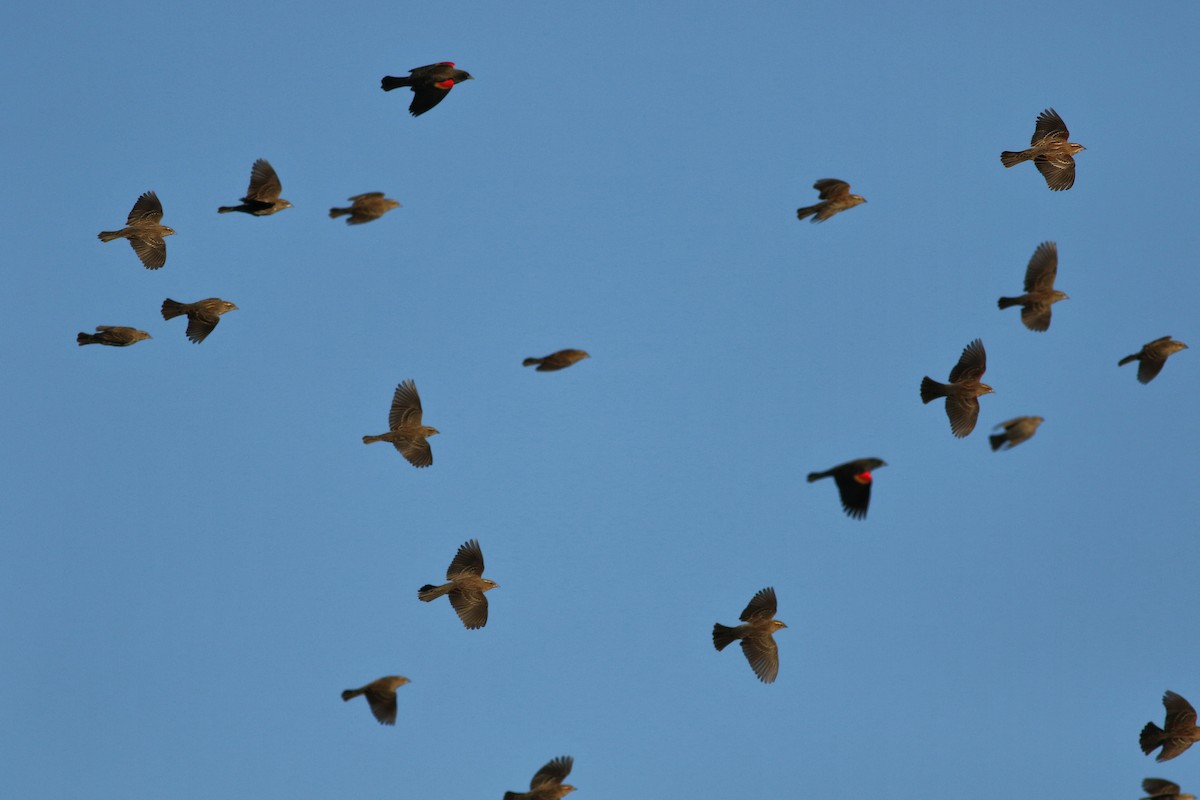 Red-winged Blackbird - ML644730644