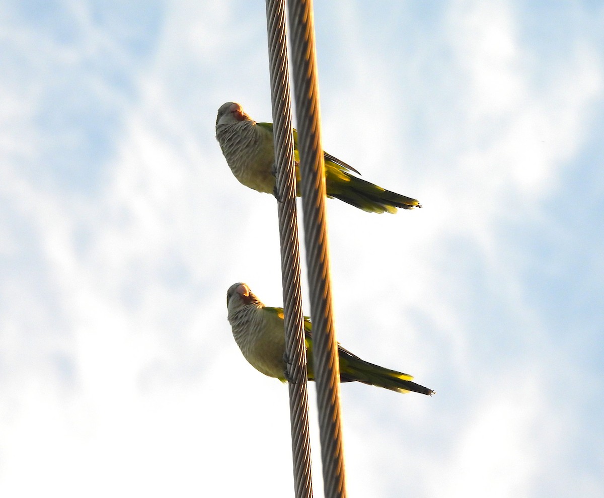 Калита сіроволий - ML644730646