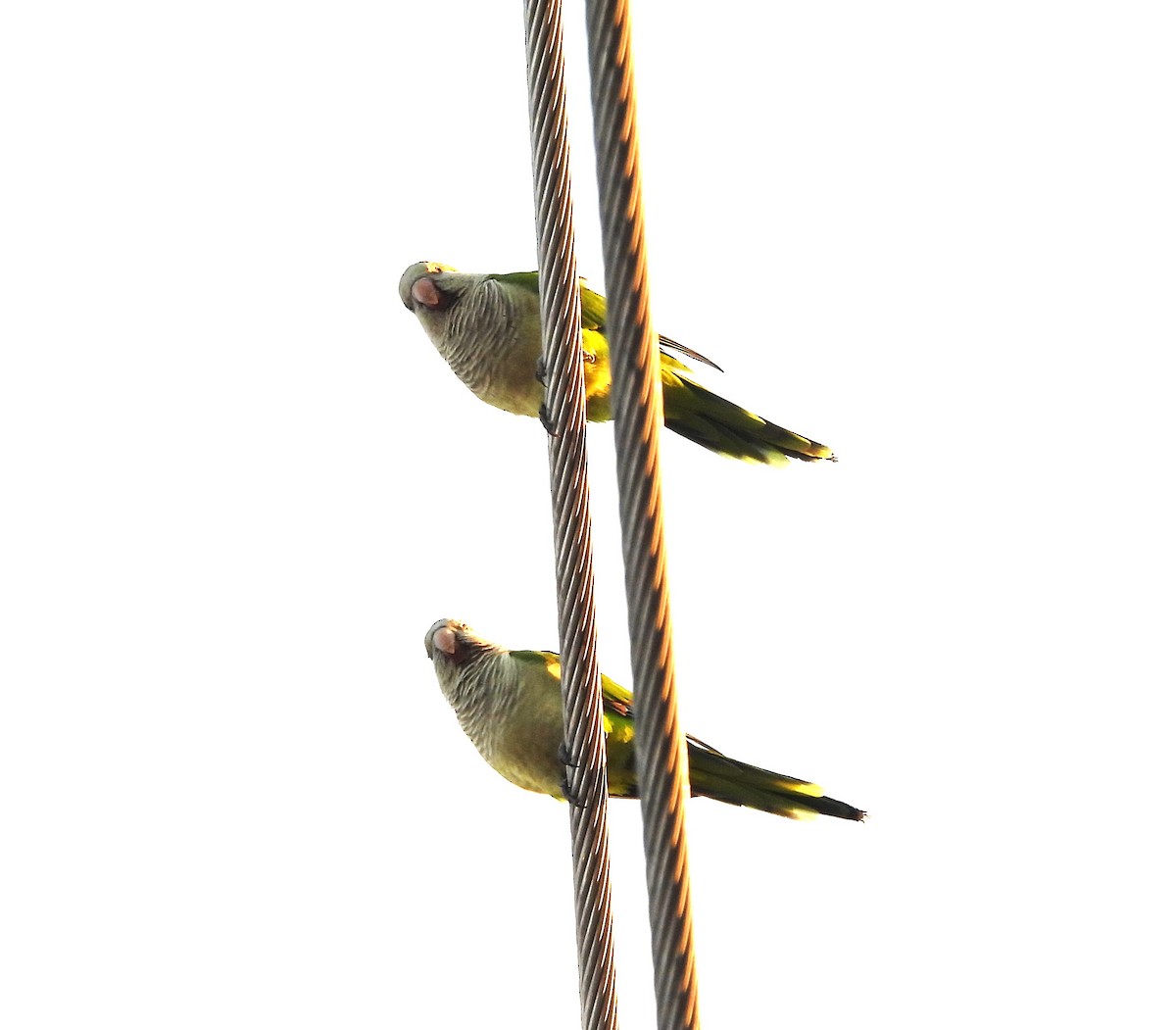 Калита сіроволий - ML644730648