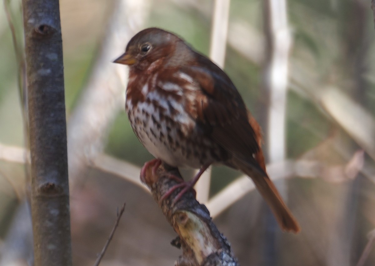 Fox Sparrow - ML644730658