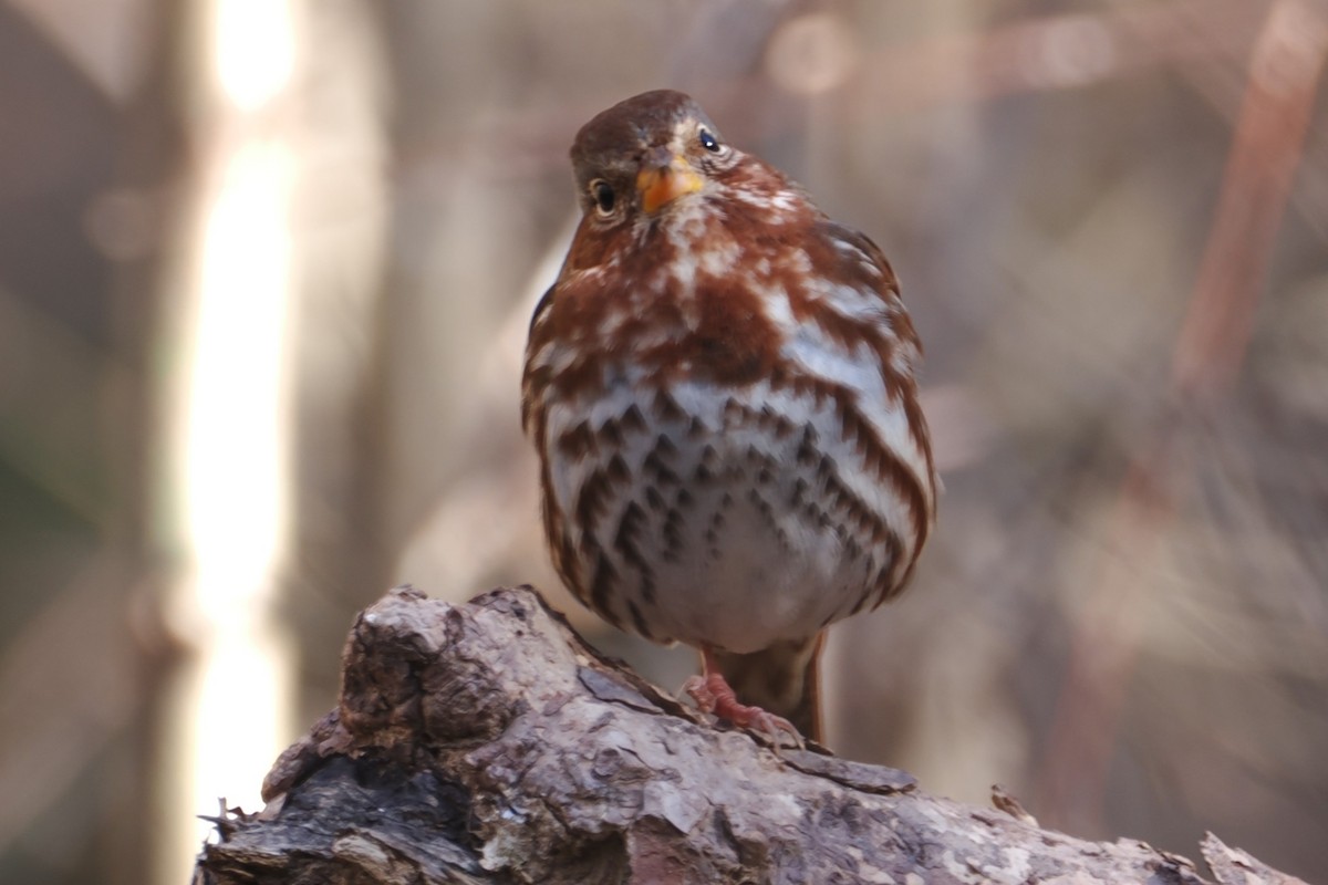 Fox Sparrow - ML644730659