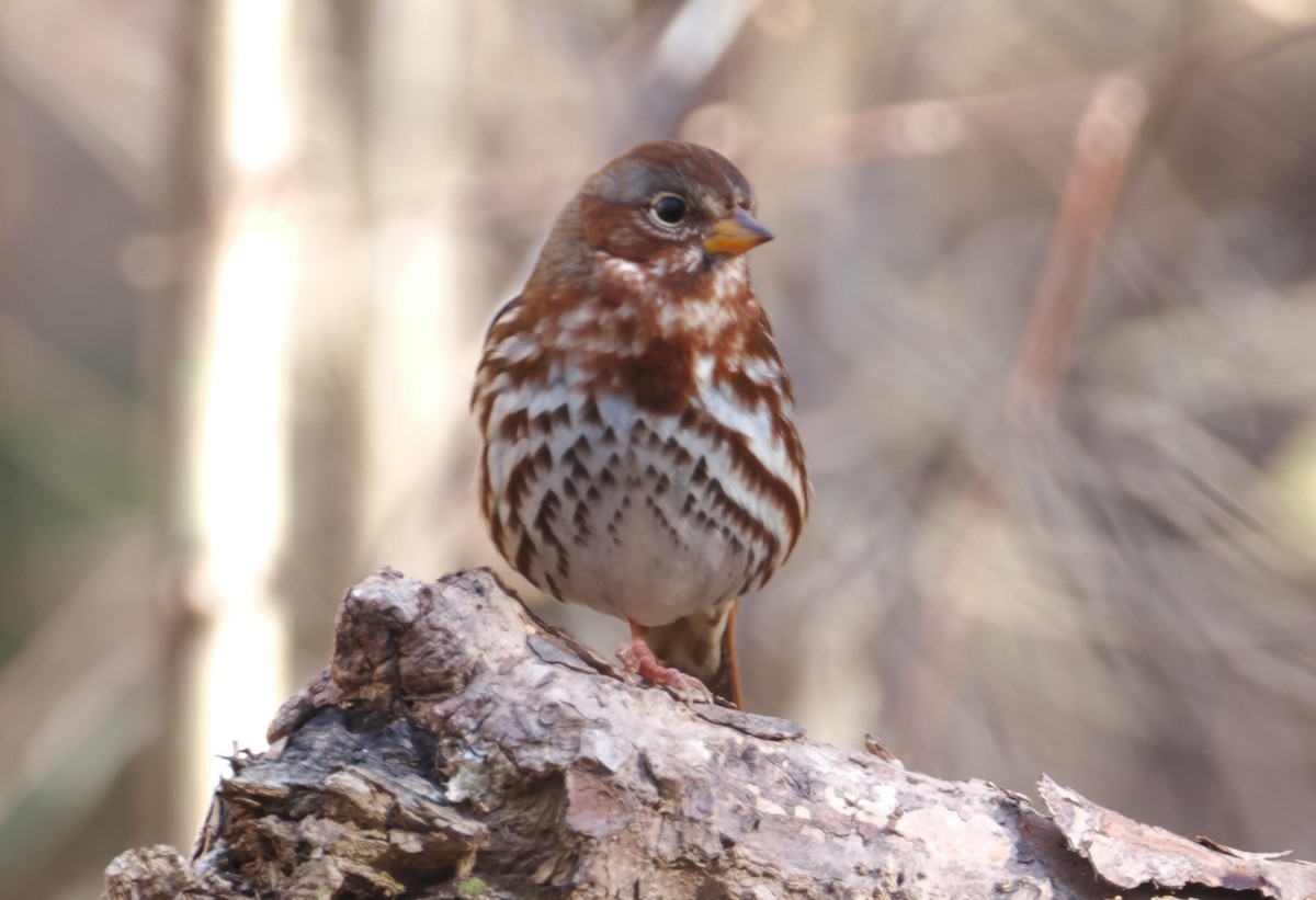 Fox Sparrow - ML644730660