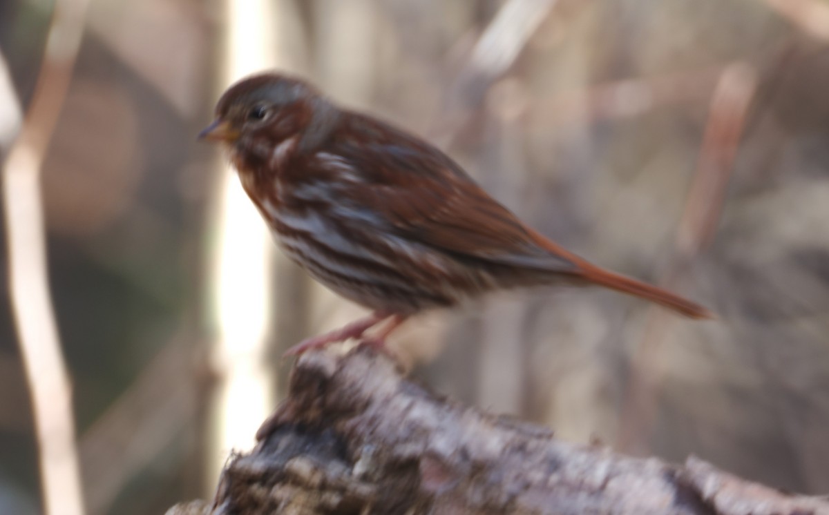 Fox Sparrow - ML644730661