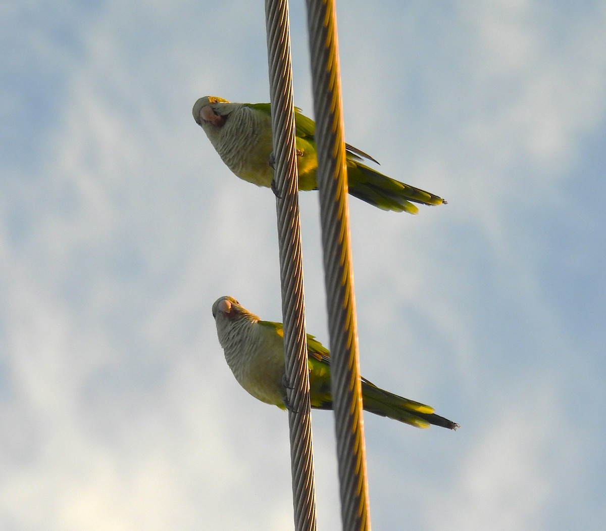 Калита сіроволий - ML644730664