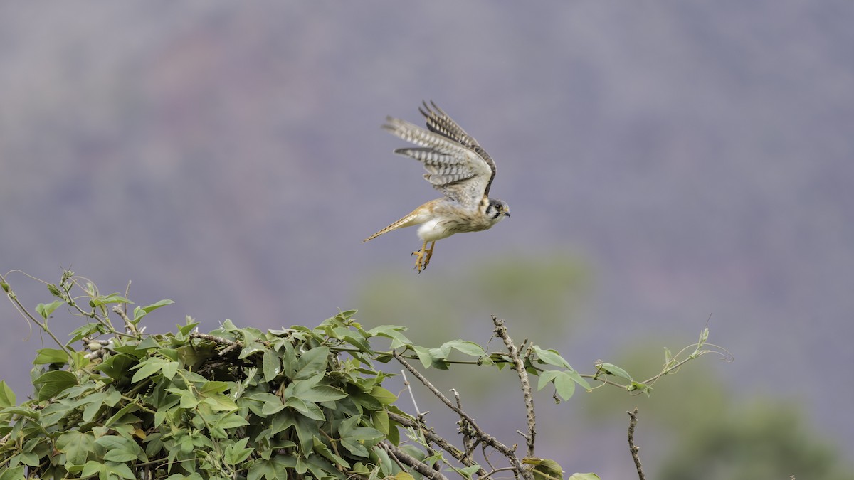בז אמריקני - ML644730665