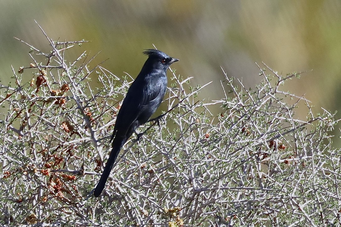 Phainopepla - ML644730668