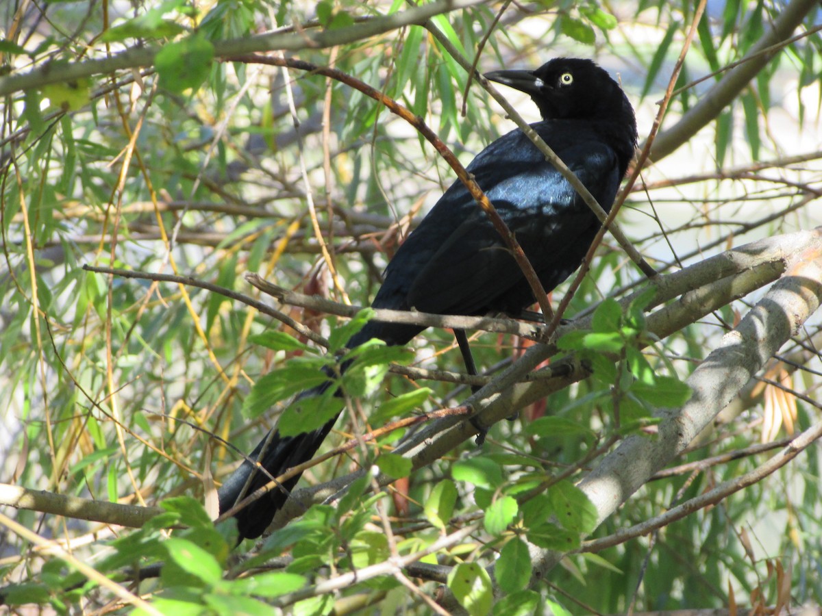 Great-tailed Grackle - ML644730672