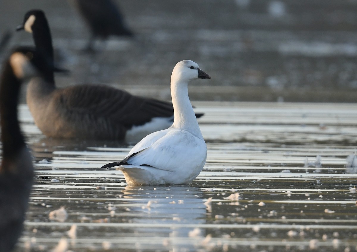 husa bělostná - ML644730684