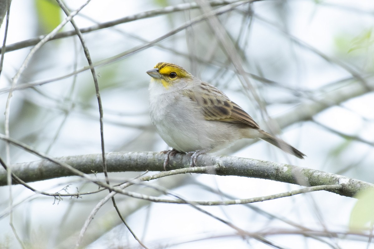 キマユヒメドリ - ML644730686