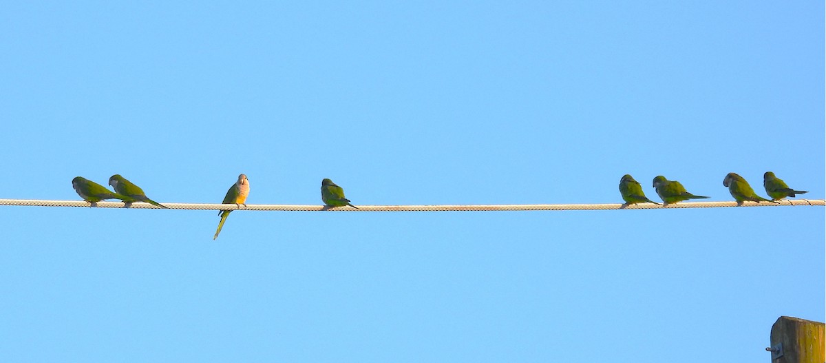 Калита сіроволий - ML644730697