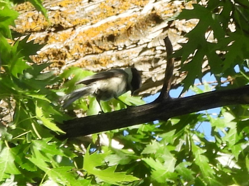 Black-capped Chickadee - ML644730707