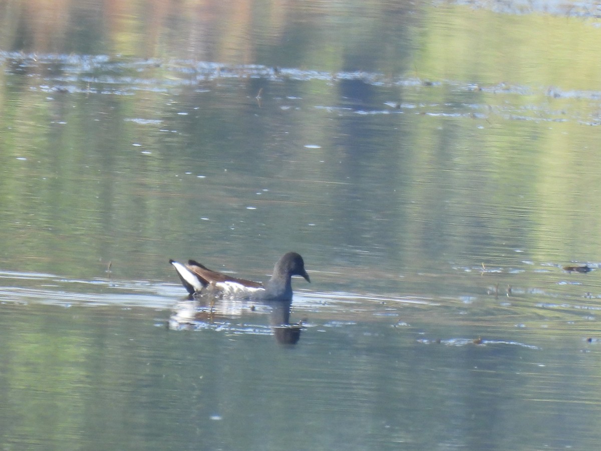 アメリカバン - ML644730716