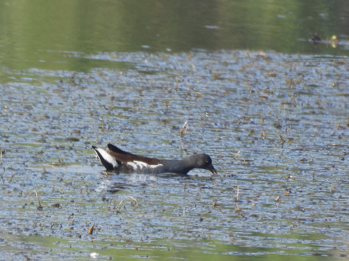 アメリカバン - ML644730717