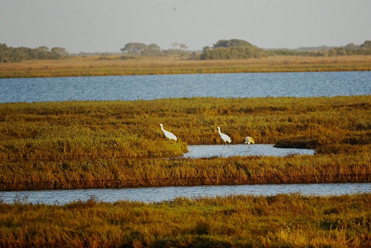 trompettrane - ML644730718