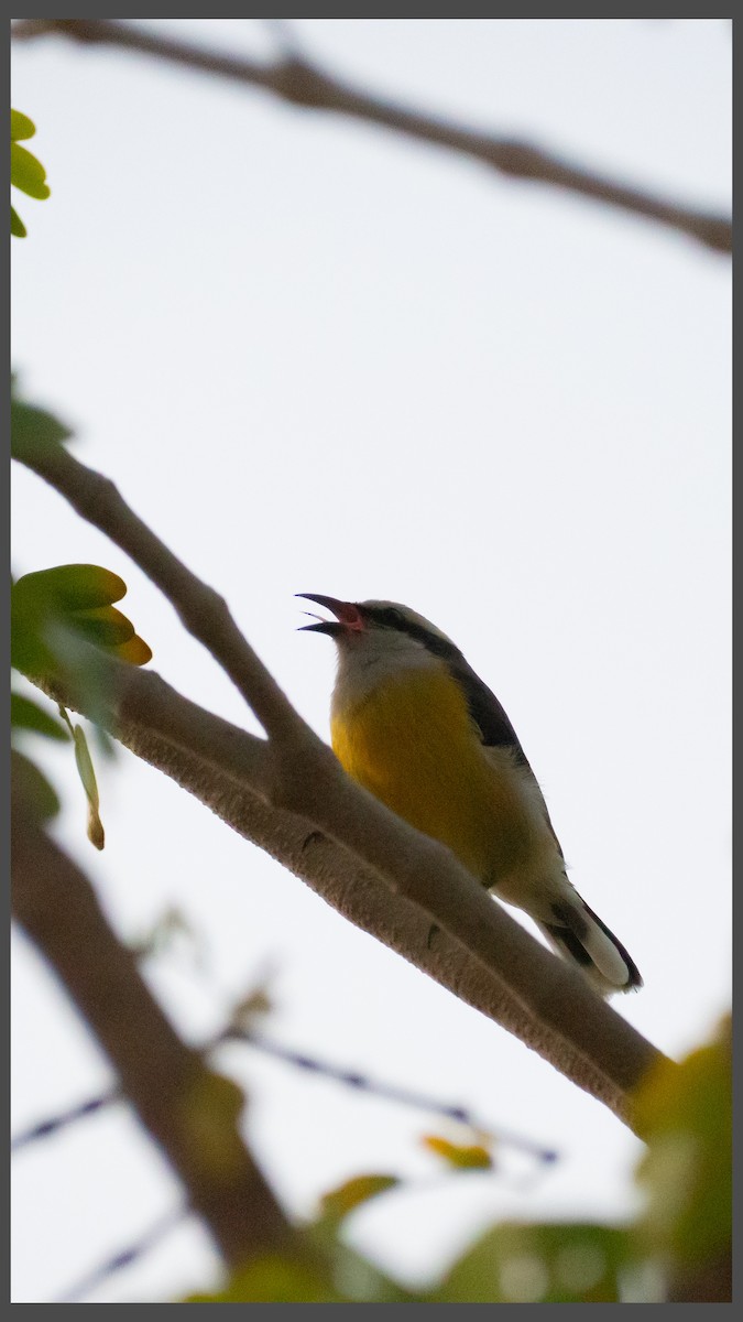 Bananaquit - ML644730723