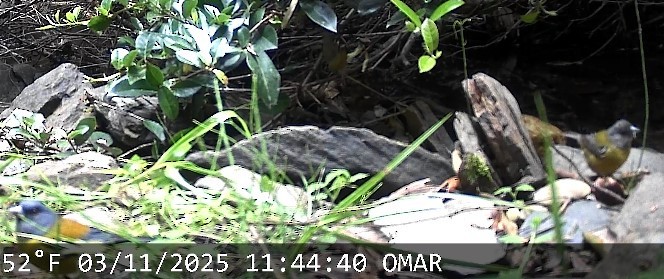 Patagonian Sierra Finch - ML644730736