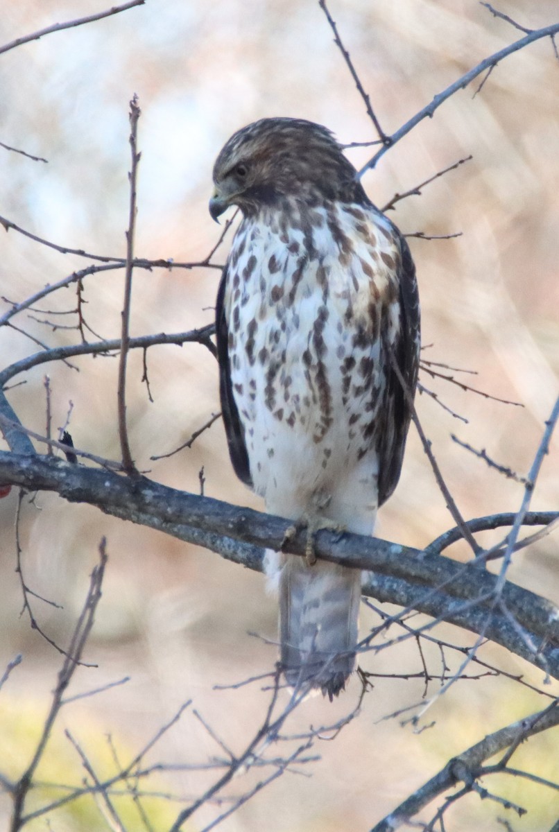 Red-shouldered Hawk - ML644730738