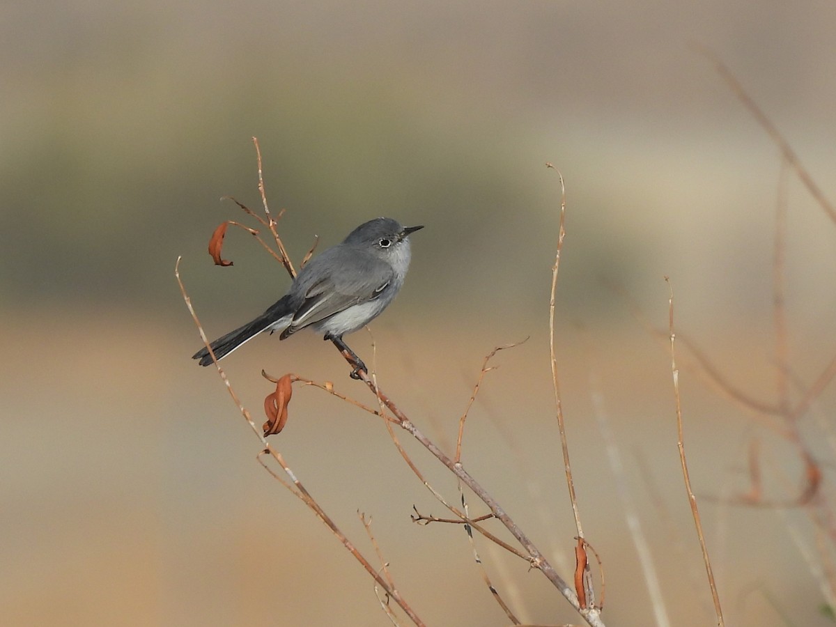 Голубая комароловка - ML644730756