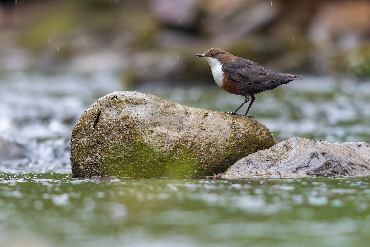 White-throated Dipper - ML644730758
