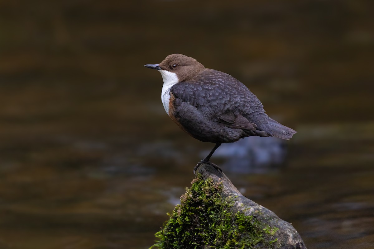 White-throated Dipper - ML644730759