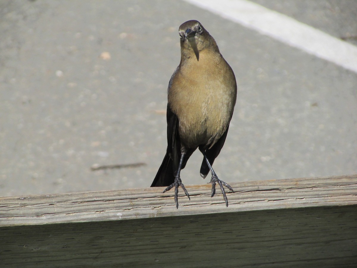 Great-tailed Grackle - ML644730761