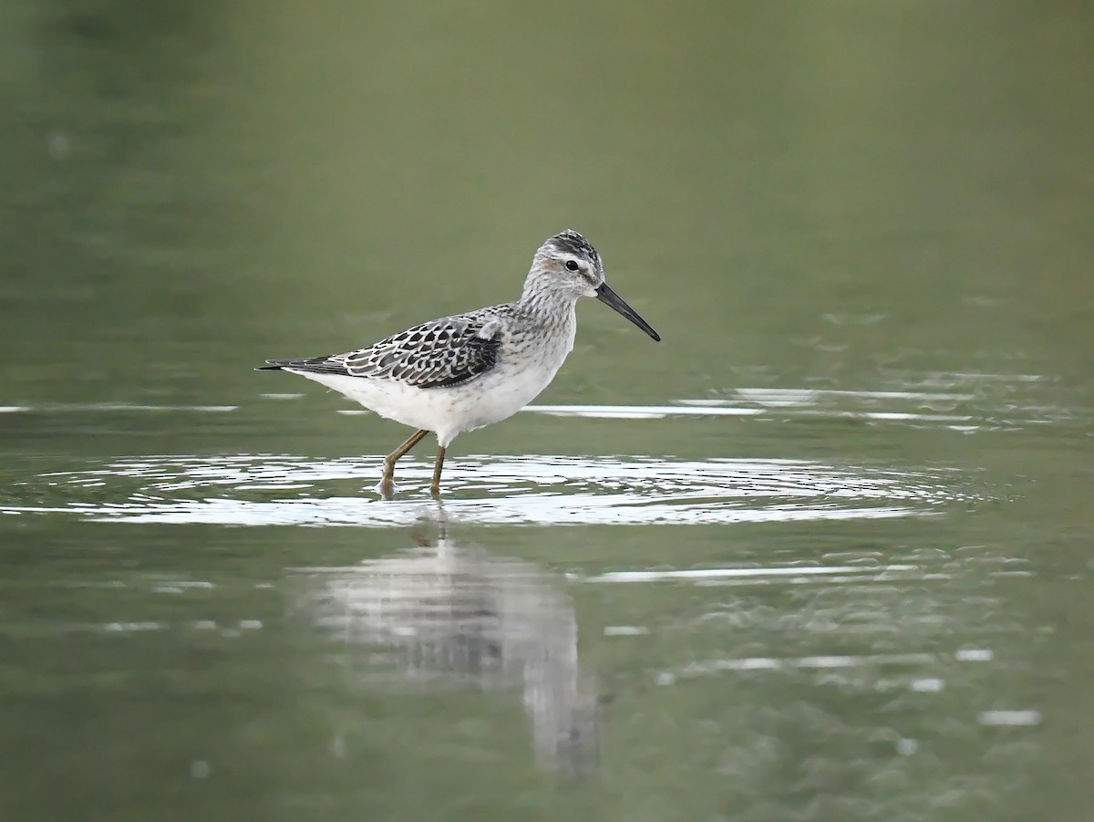 jespák dlouhonohý - ML644730762