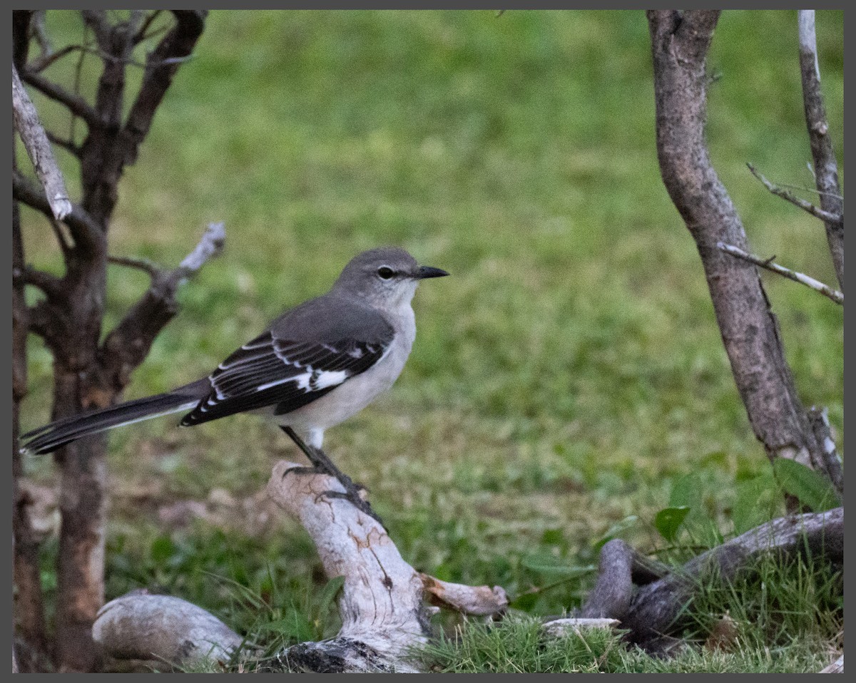 Kuzeyli Taklitçi - ML644730763