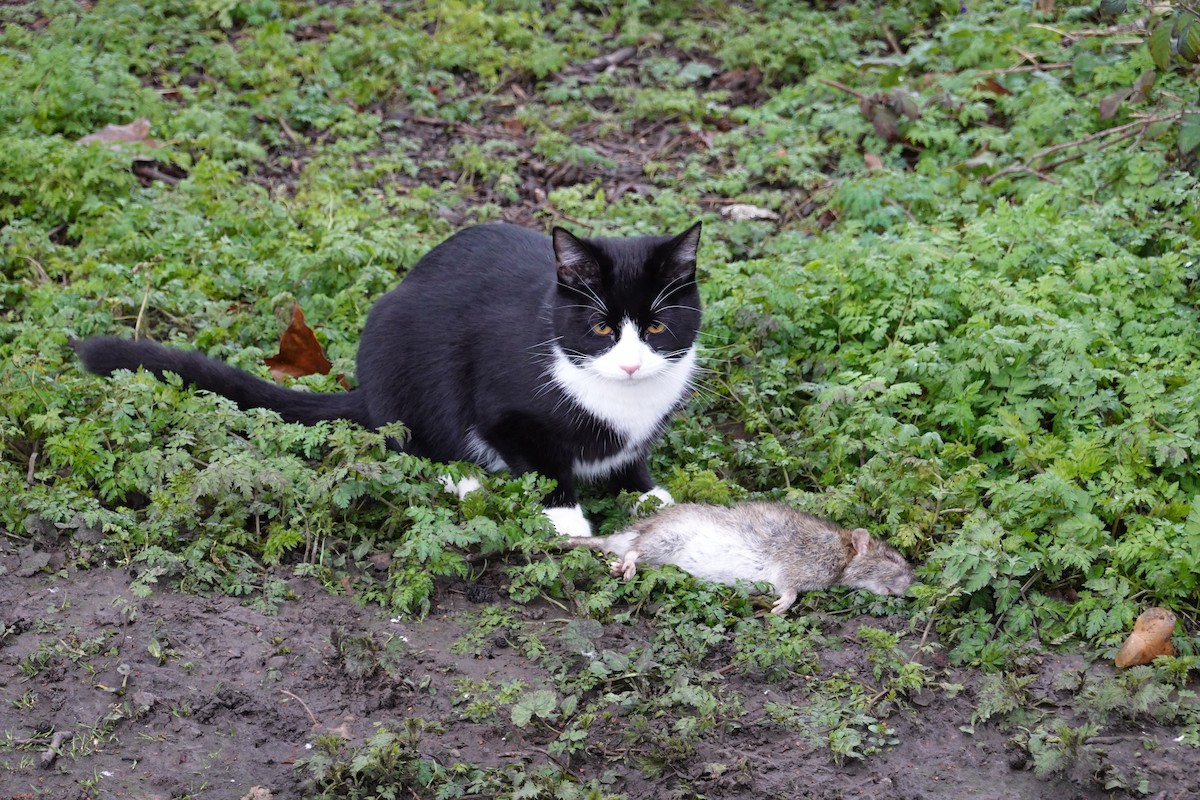 Domestic Cat - ML644730764