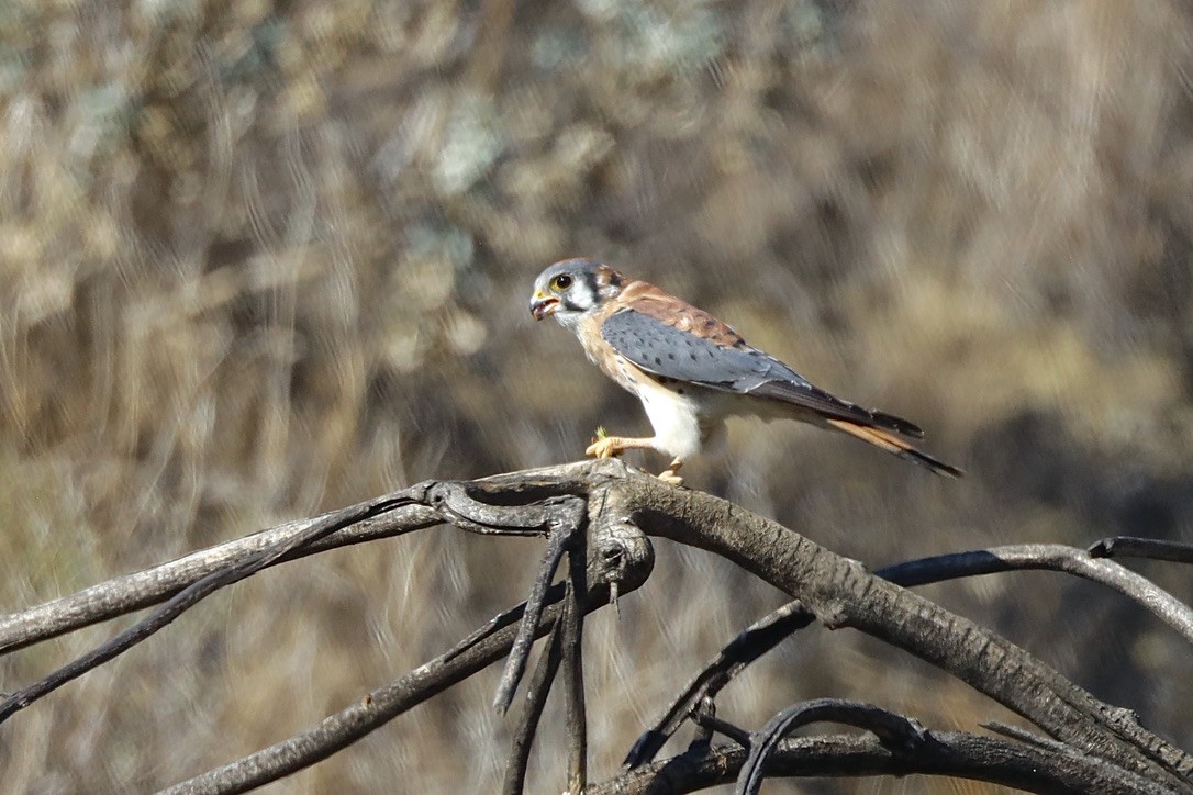 בז אמריקני - ML644730772