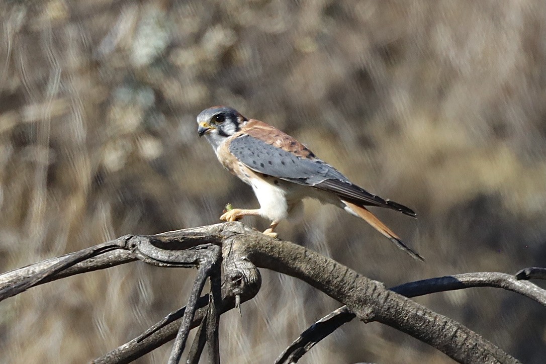 בז אמריקני - ML644730773