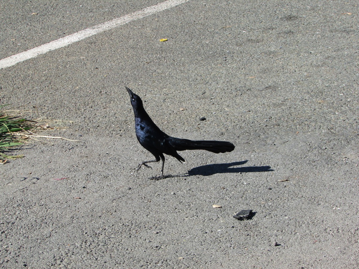 Great-tailed Grackle - ML644730779