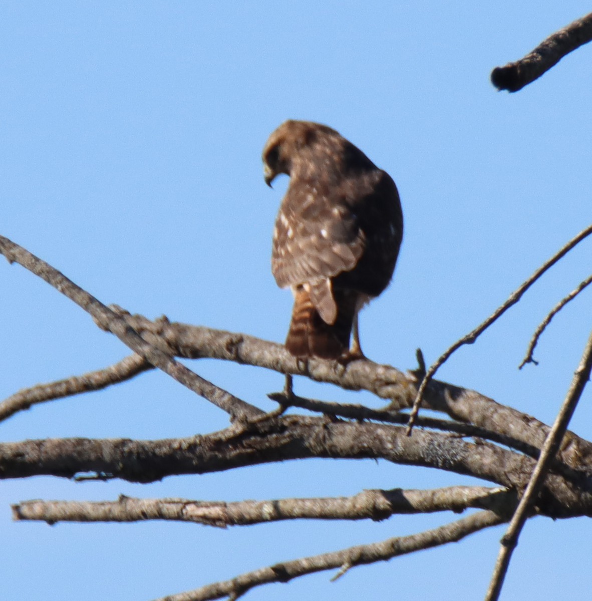 Red-tailed Hawk - ML644730781