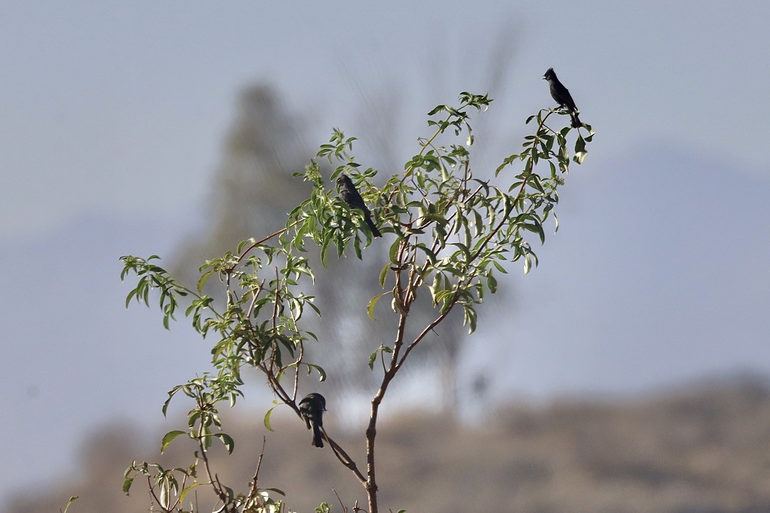 Phainopepla - ML644730783