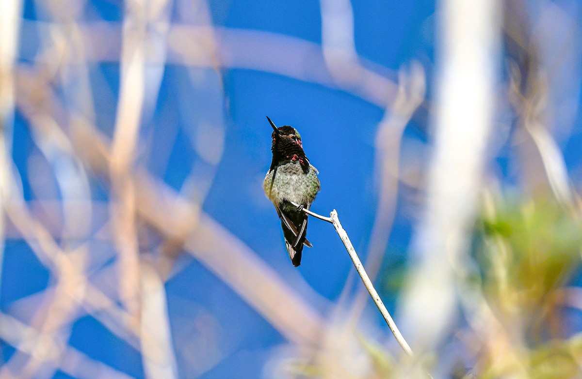 Anna's Hummingbird - ML644730785