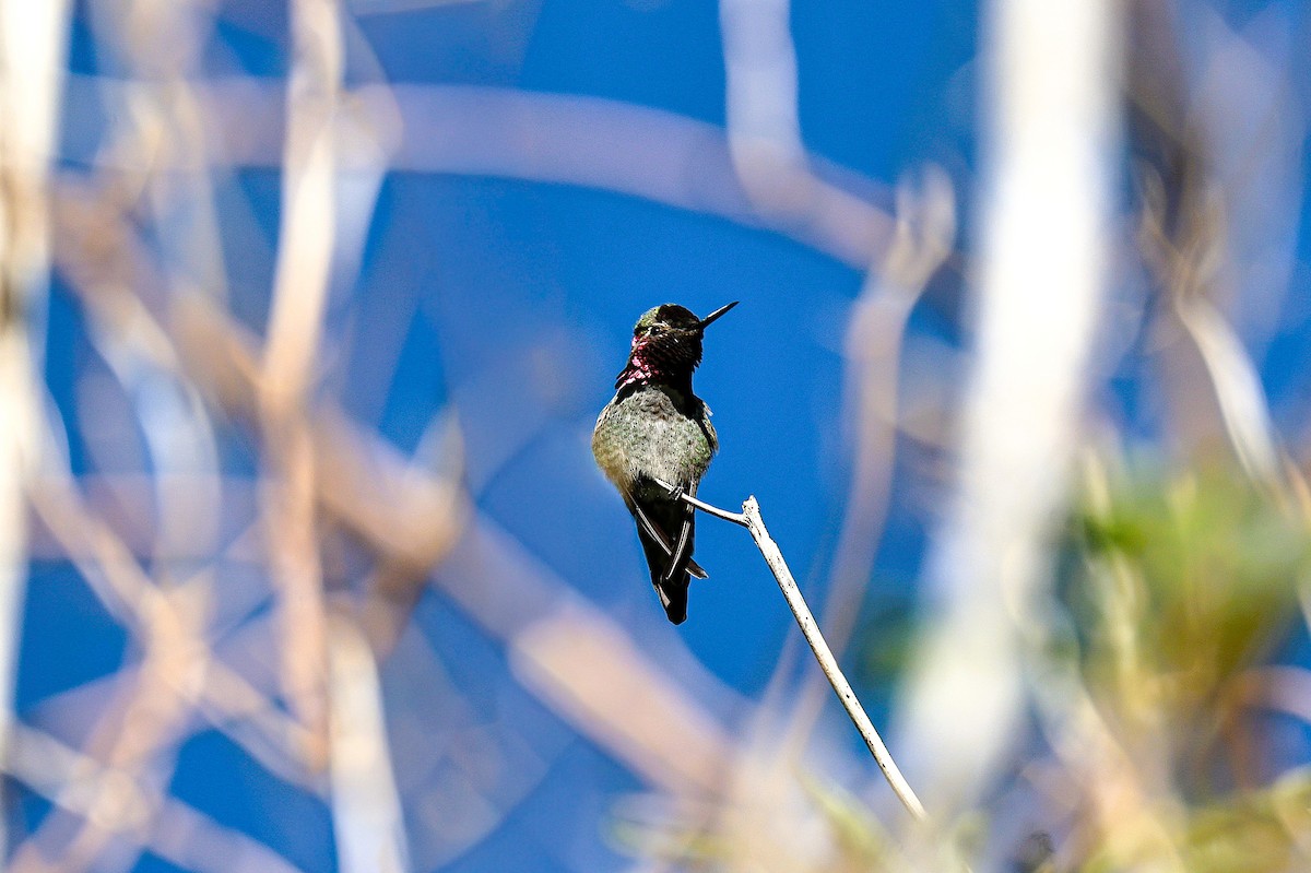 Anna's Hummingbird - ML644730786