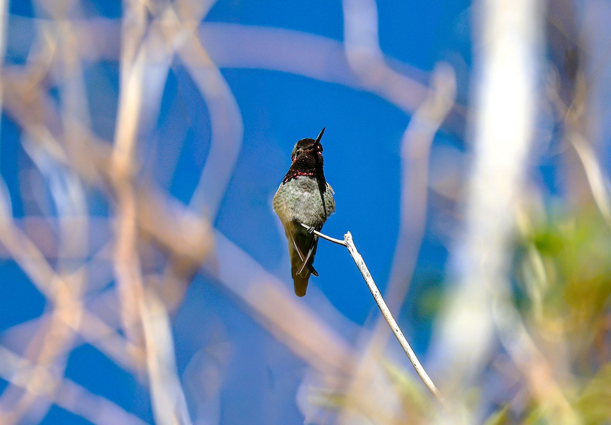 Anna's Hummingbird - ML644730787