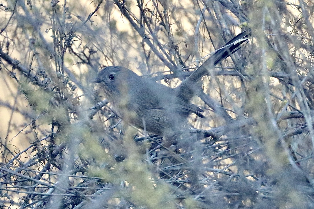 Wrentit - ML644730790